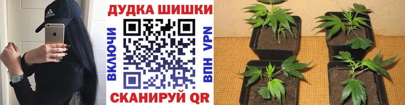 МАРИХУАНА Amnesia  Кяхта 